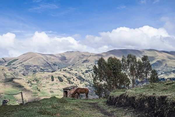 Ein Pferd auf einer Wiese vor einem noch höheren Gebirgszug (Quelle: Martin Bondzio) Ein Pferd auf einer Wiese vor einem noch höheren Gebirgszug (Quelle: Martin Bondzio)