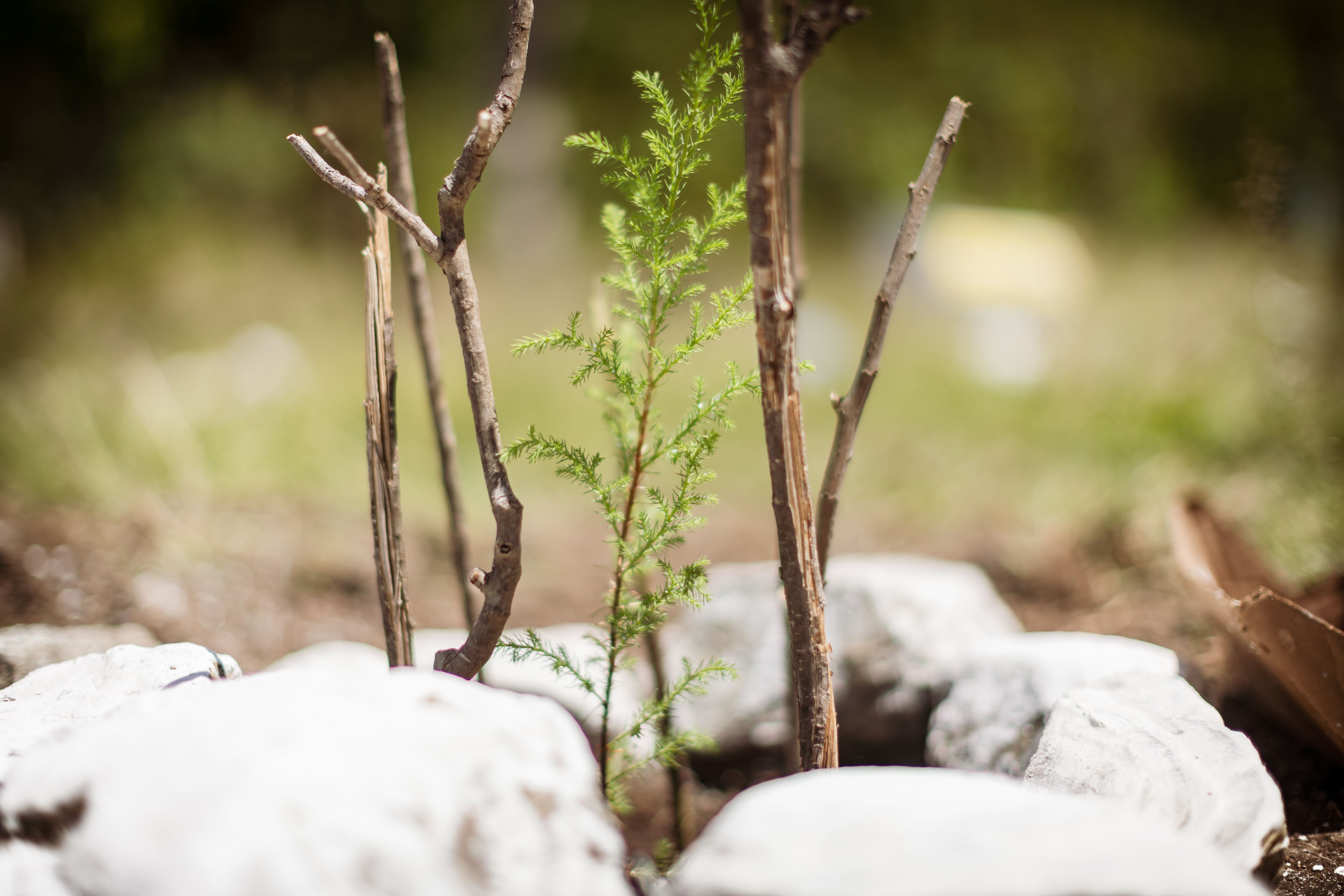 Ein junger Baum wächst zwischen Steinen. Besuch einer Schule in Guatemala. (Quelle: Jakob Studnar) Ein junger Baum wächst zwischen Steinen. Besuch einer Schule in Guatemala. (Quelle: Jakob Studnar)